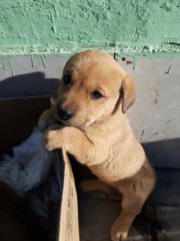 Quşlar: Zvanok balası satılır. - Yaş: 2 aylıq - Dişi - Qurd dərmanı verilib - — 3
