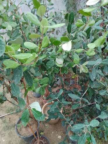 bamya toxumu nədir: Məhsul: Saksıda feijoa (akkaya/quava ananası) tingləri Təsvir: - — 2