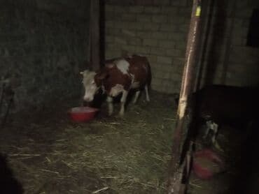 inək şvesiski: Fermer təsərrüfatları üçün əlverişli, qəhvəyi və ağ rənglərdə olan — 1