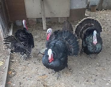 Saglam cavan hinduşqalar var satdix ünvan Gəncə 055 530 50 06 ☎️