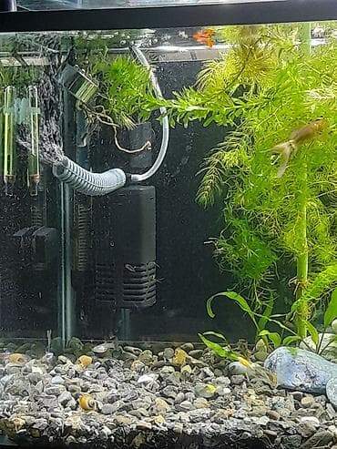 skalyari: Dördbucaq akvarium, Balıqlarla birlikdə, 100 l, Ünvandan götürmə — 3