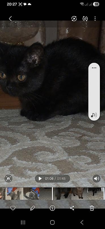 pisiylər: Yaxşı əllərə — 3