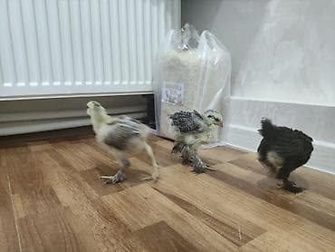 Cücələr: Toyuq cücələri, Ətlik — 7