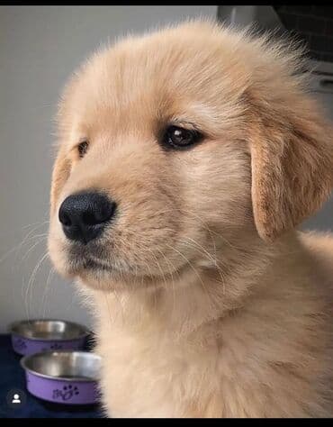 Gəmiricilər: Retriever — 2