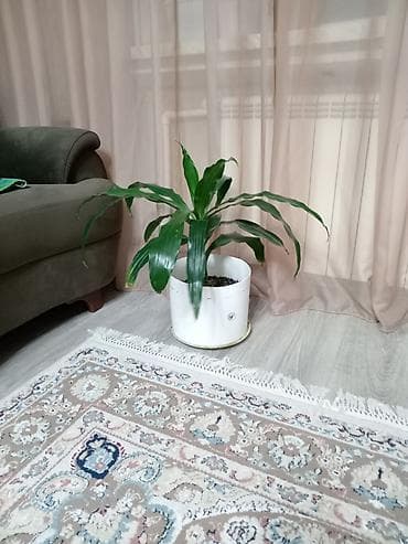 Çöl bitkiləri: Драцена 20 ман — 3