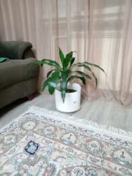 Уличные растения: Elan başlığı: Драцена 15 ман Təsvir: Drasena (Dracaena) otaq bitkisi — 3