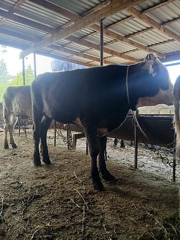 gəncə toyuq satan: 3 erkək 2 dişi dana — 2