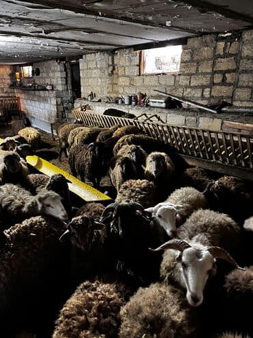 beyləqan sortu qoyun və quzuları: Erkək, il: 1, 45 kq, Ətlik, Ünvandan götürmə — 4