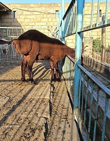 ev itleri balaca: Təmiz qan qala quzuları damazlıq — 3