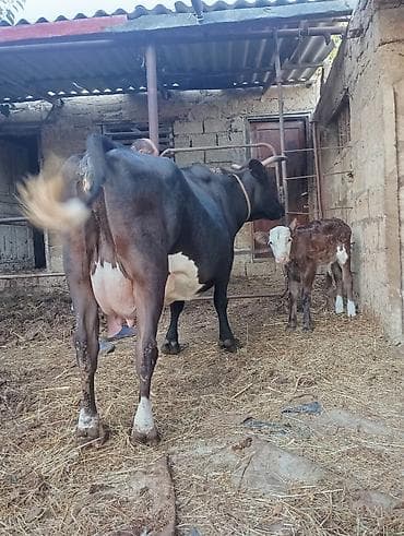 inək satşı: Şves inek erkek balası ile birlikde satılır 15 gündür doğub 3cü qarın — 5