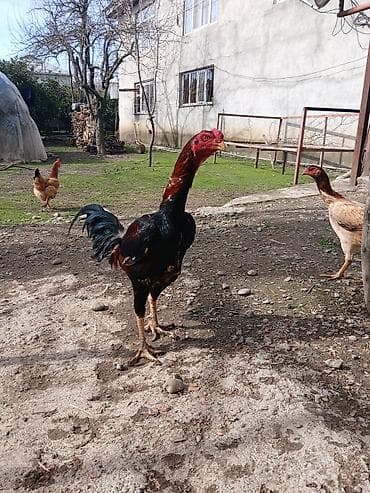 Cins: Malay tipli uzunboy döyüş xoruzu Rəng: Qara-bənövşəyi bədən