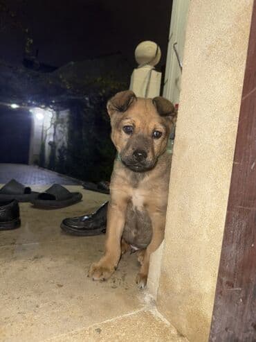 йоркширский терьер цена в баку: 2 месяца, С прививками — 2