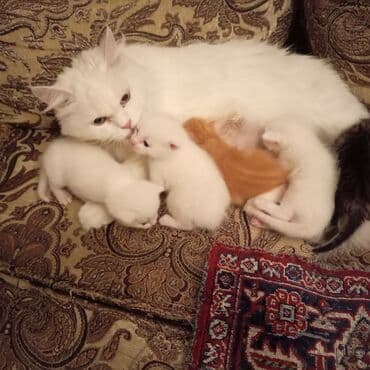 pişik əşyaları: Tabbi, Dişi — 4