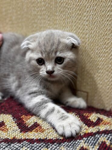 котята в баку бесплатно 2020: Шотландская, Самка — 2