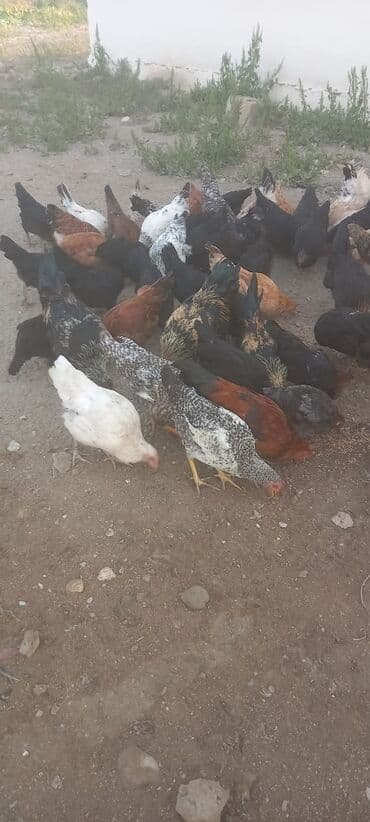 toyuq cucə satışı: Toyuq, Yumurtalıq, Ünvandan götürmə — 1