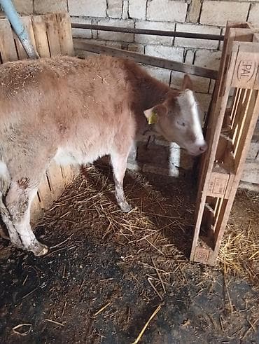 sudluk inəklər: Salam aleykum qirmizi iney simental melezidir yanindaki bala 4 cu — 6
