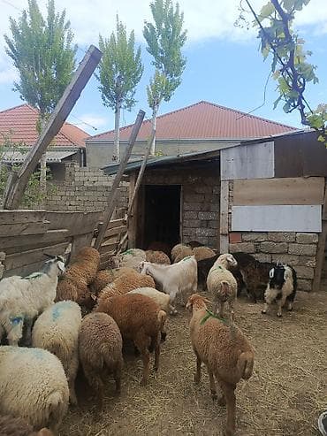 cins heyvanlar: Kök erkəy quzular Qurbanlığa yarayır — 1