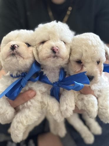 çöl heyvanları haqqında məlumat: Pudel, 2 ay, Erkek, Ödənişli çatdırılma — 9