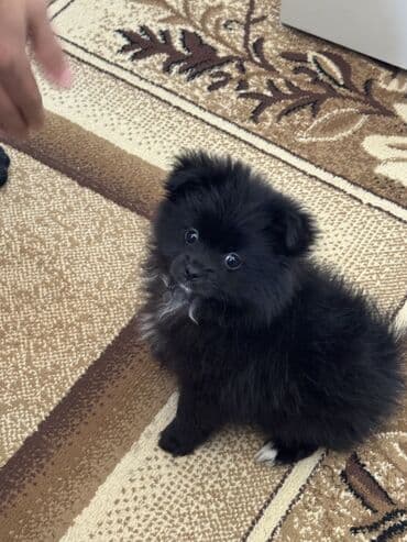 1 aylık doberman: Pekines, 2 ay, Dişi, Peyvəndli, Ünvandan götürmə — 1