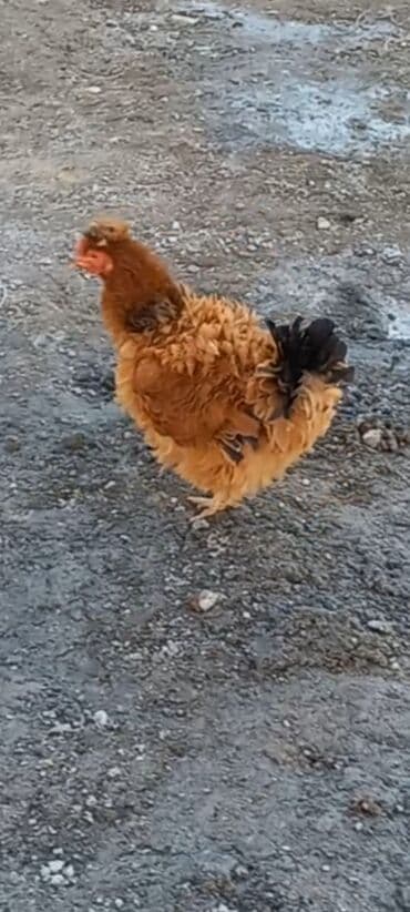 qirqovul yumurtasi nece gune cixir: Toyuq, Damazlıq, Ödənişli çatdırılma — 2