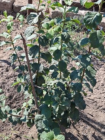 torpaq merdekan: 12 sot, Tikinti, Mülkiyyətçi — 9