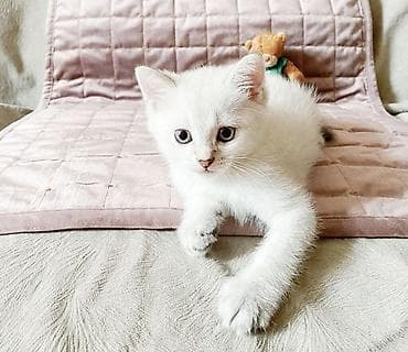 Şinşilla, Erkək, Dişi, Yaxşı əllərə, Ünvandan götürmə