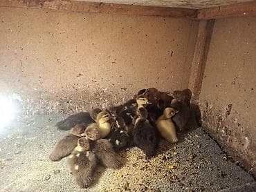 broyler cuce satisi: Cins ördəy balaları lavanda krasnadar zümrüdü - Növ: Muscovy ördəyi — 1