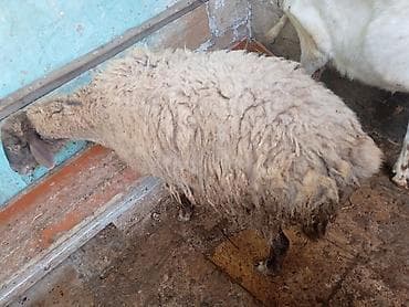 4 aylıq boğaz qoyun, dişləri ağzındadı, 25 kilo ət daşı var, buyrun — 2