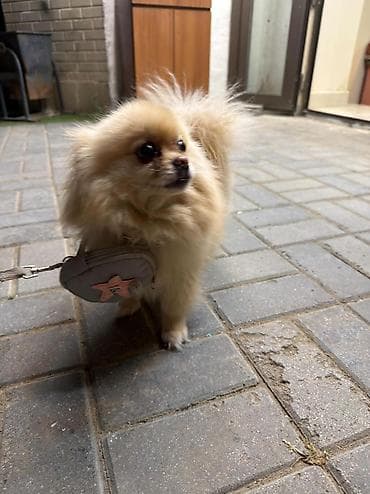 kanı kors: 🐶 Satılır – Çox Şirin Dişi Pomeranian (Spitz) 🐶 2 yaşlı, dişi, çox — 9