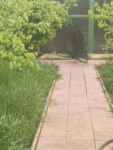 ineklerin satisi: Tovuq quşu satılır 1erlək 1fərə 4illikdilər.tam sağlam.cütü 600m — 6