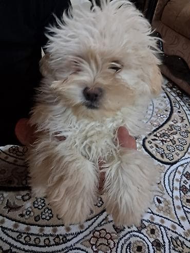 itlerin adlari: Bolonka, 3 ay, Erkek, Peyvəndli, Ünvandan götürmə, Rayonlara çatdırılma — 5