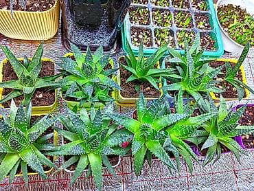 qizil gul satisi: Aloe Aristata. Tək 3 manat. 2 və daha çox 2.50. 1-2 aylıqdılar. Böyük — 2