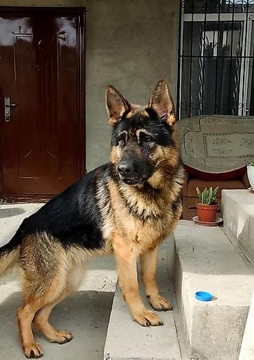 2 ayliq cuceler: Alman çoban iti, 3 il, Dişi, Ödənişli çatdırılma — 2