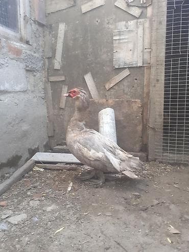 kənd xoruzu: Erkək, | Macar, Damazlıq — 2
