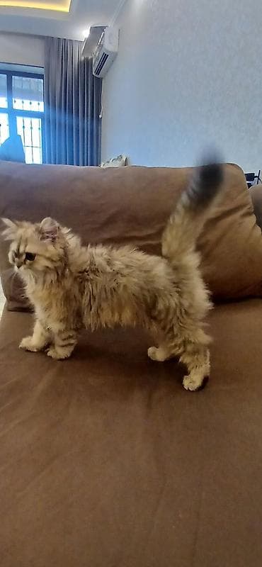 dekorativ quslar: Britan, Dişi, Ünvandan götürmə — 6