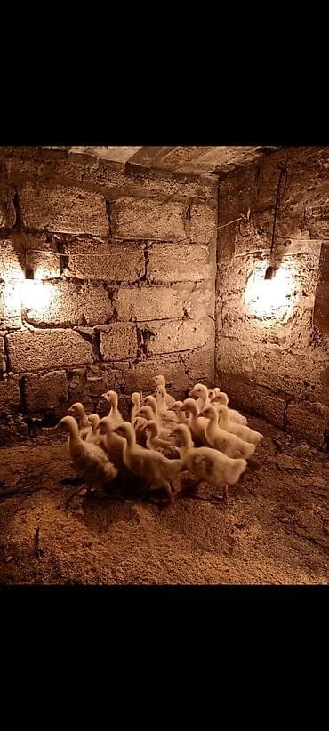 cucelerin satisi: Satış: qaz balaları (cücələr)
Linda kuban 24 ededdir
16 gunlukler — 2