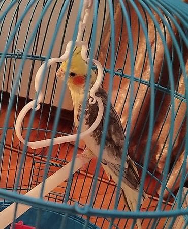 Gəmiricilər: Erkekdi çox gözel oxuyur vitaminleri verilib yuva qızdırır : Nimfa — 2