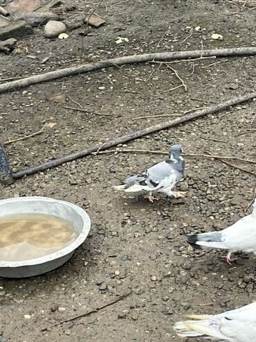 ana bala qoyunlar: Ev quşları – göyərçinlər - Növ: ev göyərçinləri - Rəng çeşidi: ağ — 2