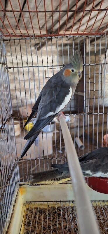 oskar balığı: Popuqay Korella
Saglam ve qizgin fere — 4