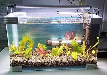 Dördbucaq akvarium, Boş, 10 l, Ünvandan götürmə, Pulsuz çatdırılma, Ödənişli çatdırılma lalafo.az -da Dördbucaq akvarium, Boş, 10 l, Ünvandan götürmə, Pulsuz çatdırılma, Ödənişli çatdırılma