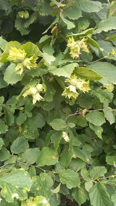 купить дом в баку хырдалан: 27 соток, Для сельского хозяйства, Собственник, Купчая, Техпаспорт — 5