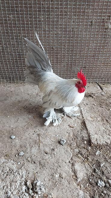 ağdam xoruzu gence: Salam Sabilfot xoruzu satılır akdiv xoruzdu ayaqlarının tükü birazda — 1