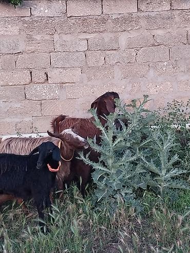 qara mal: Super Hələb keçisi ! 2 si birinci qarına doğub 2 sidə 3 qarına doğub — 5