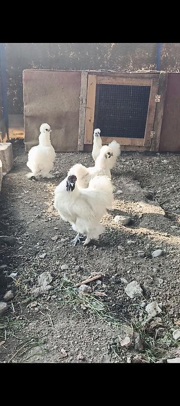 ördək balası və cücə: Ponpon yumurtası satılır Super çıxış verir 2.50 real alıcıya endirim — 2
