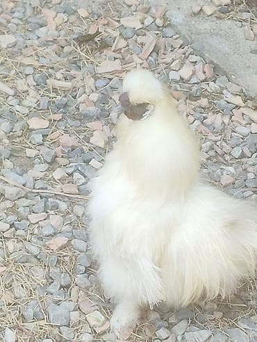 Kənd təsərrüfatı quşları: Temiz qan xoruz ponpon toyuq cavan xoruzudur sonu 30 manata ünvan — 3