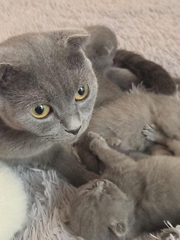 super alabay kl: Şotland — 5