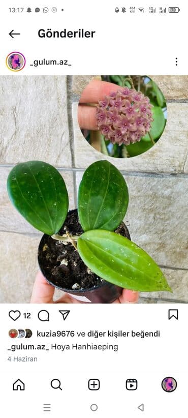 Hoya Hanhiae ping (Hoya Hanhaieping) – nadir kolleksiya hoyası. -