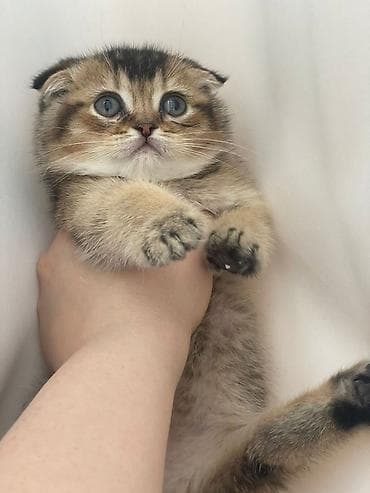 col pişiyi: Şotland yastı qulaq, Dişi — 2