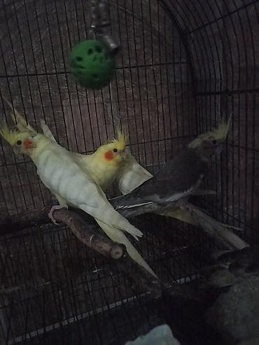 Tutuquşları: Nimfa (cockatiel) tutuquşuları – lutino və boz rəng variantları - — 4