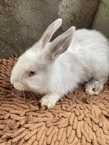 Digər heyvanlar: Ağ rəngli ev dovşanı - Növ: Ev dovşanı (albino tiplı – qırmızı gözlü — 5